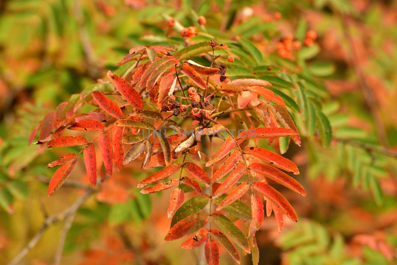 Red rowan leaves on a tree branch by olgavolodina