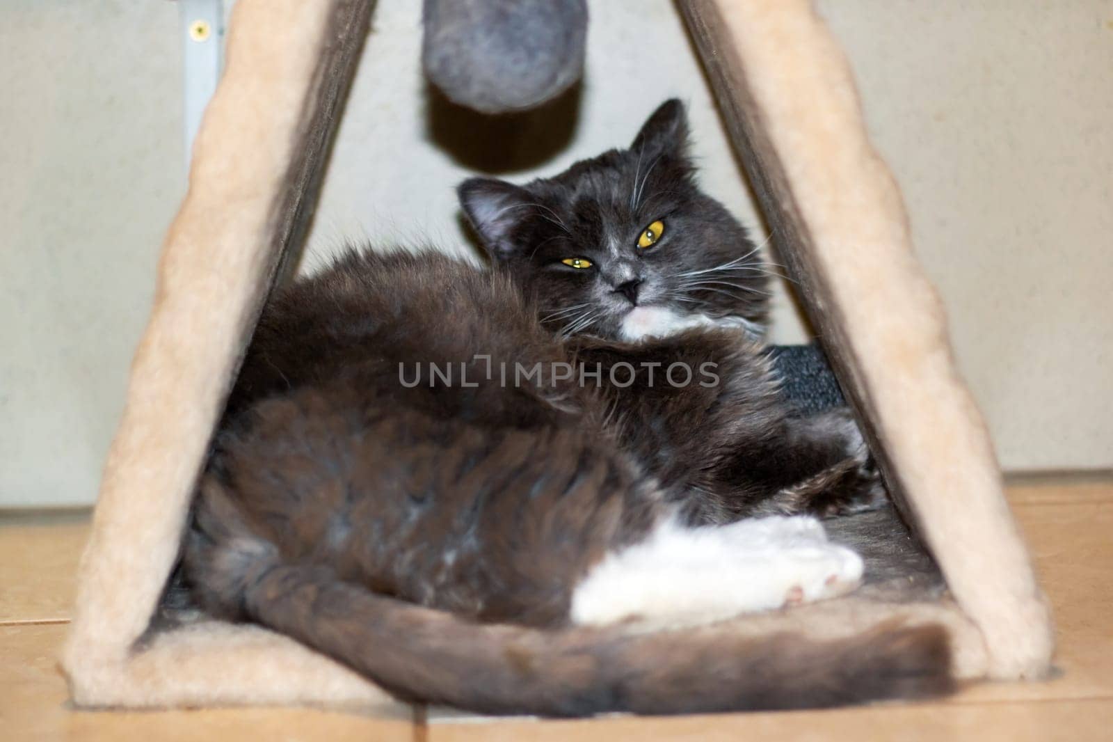 Playful gray shaggy cat at home close up