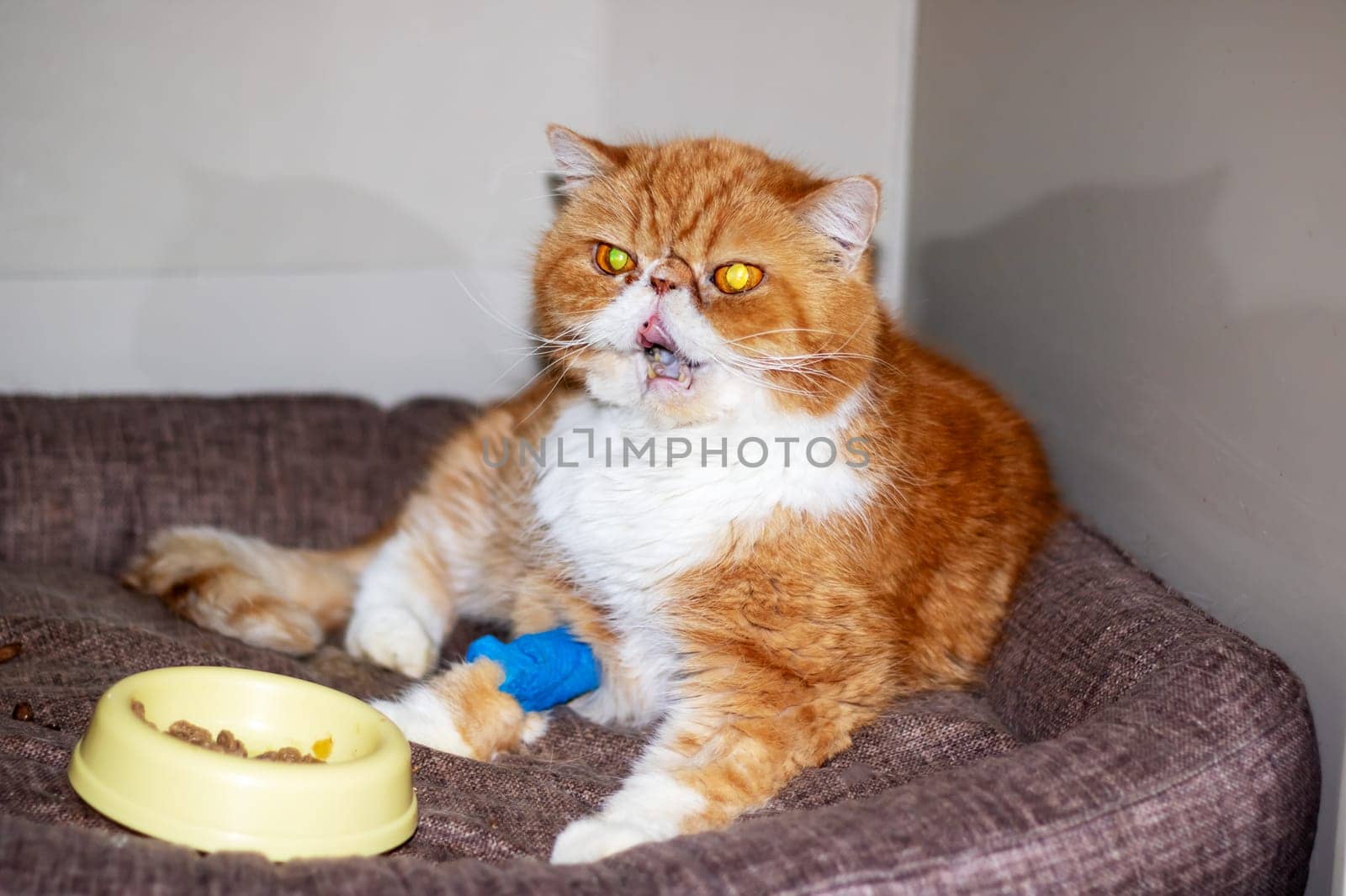 Ginger exotic cat with a catheter on his paw close up