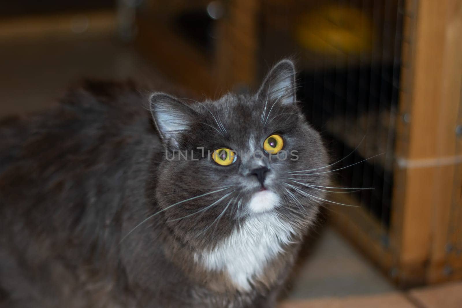 Playful gray shaggy cat at home close up