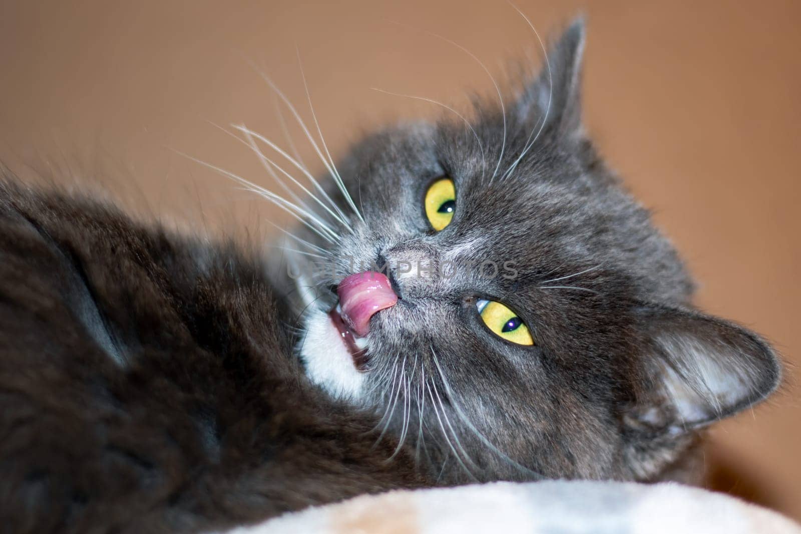 Playful gray shaggy cat at home close up