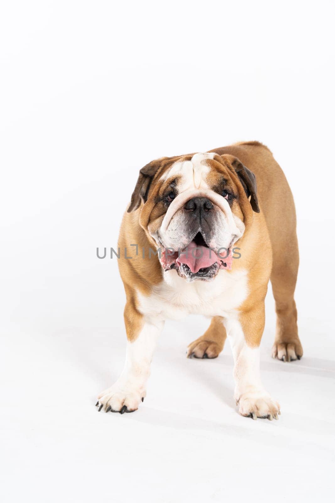The English Bulldog is a purebred dog with a pedigree. The breed of dog belongs to the moloss group, bred in the 18th century in England. by fotodrobik