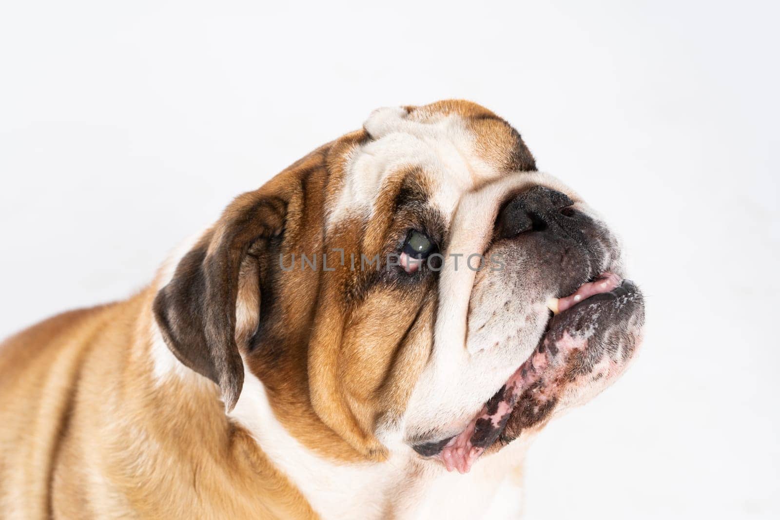 Closed mouth. The English Bulldog was bred as a companion and deterrent dog. A breed with a brown coat with white patches.