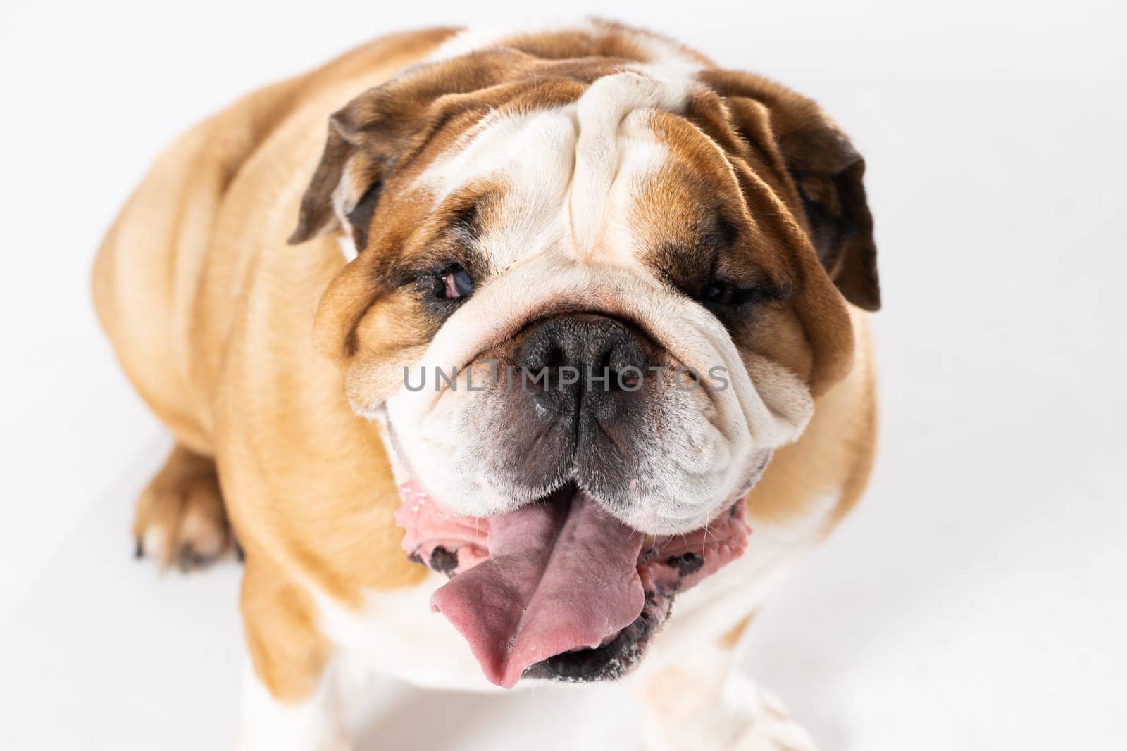 Open mouth. The English Bulldog was bred as a companion and deterrent dog. A breed with a brown coat with white patches.
