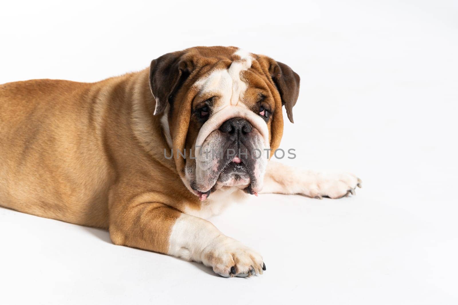 An English Bulldog is lying down with its mouth closed on a white background. The English Bulldog is a purebred dog with a pedigree. The breed of dog belongs to the moloss group. by fotodrobik