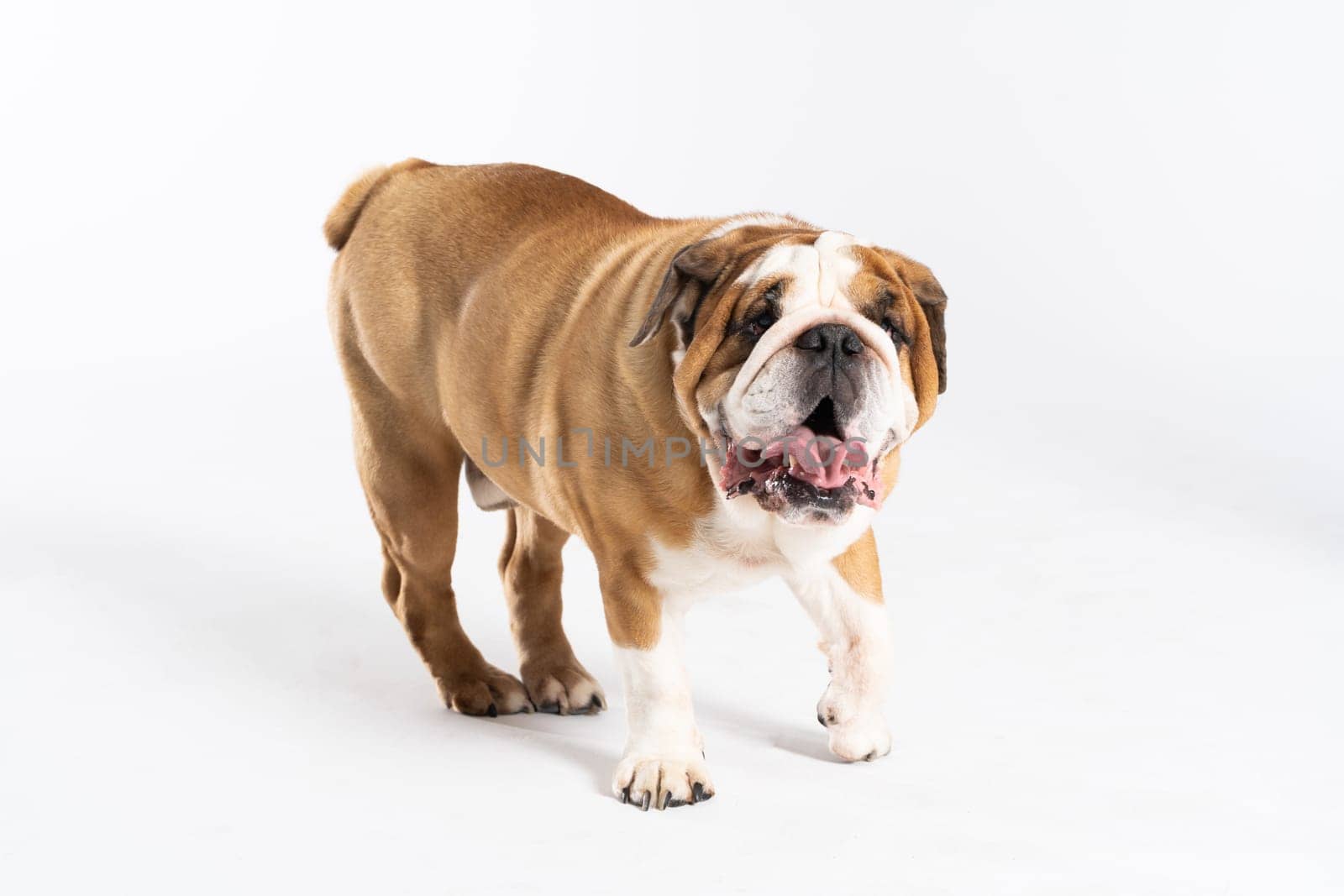 The English Bulldog is a purebred dog with a pedigree. The breed of dog belongs to the moloss group, bred in the 18th century in England. by fotodrobik