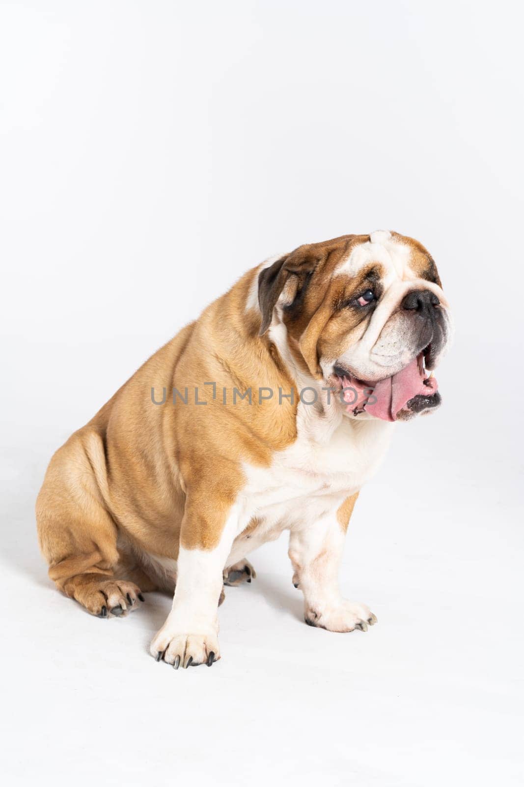 The dog is sitting and panting with its tongue outstretched. The English Bulldog was bred as a companion and deterrent dog. A breed with a brown coat with white patches.