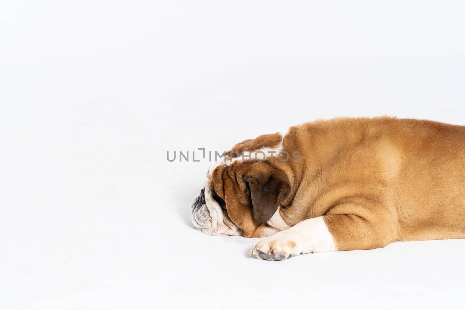 The dog is lying down with its mouth closed. The English Bulldog was bred as a companion and deterrent dog. A breed with a brown coat with white patches.