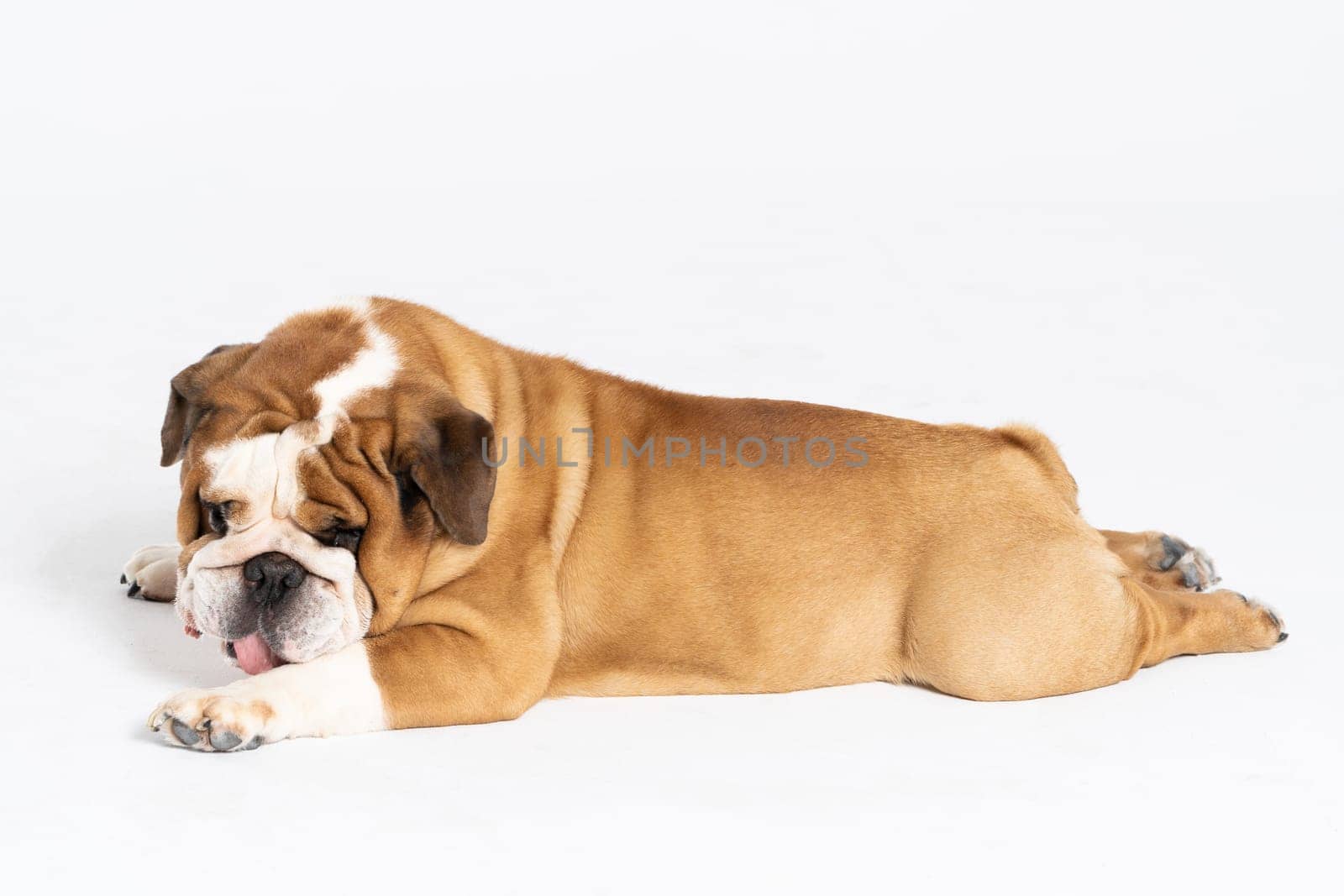 While resting, the dog licks its paws. The English Bulldog was bred as a companion and deterrent dog. A breed with a brown coat with white patches.
