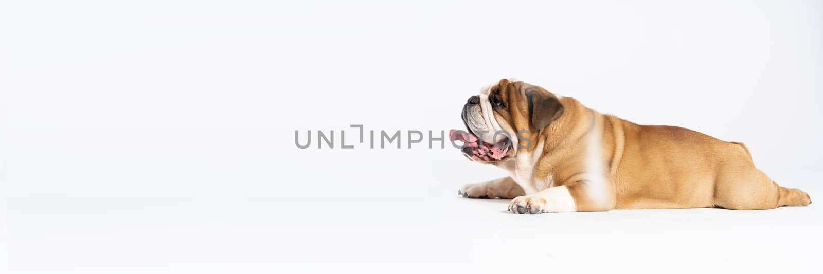 The dog is lying down with its mouth open. The English Bulldog was bred as a companion and deterrent dog. A breed with a brown coat with white patches. Panoramic frame.