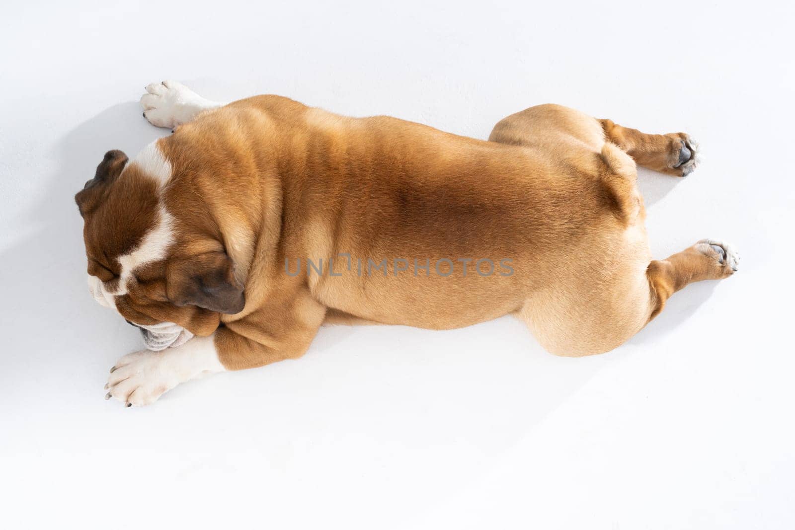 While resting, the dog licks its paws. The English Bulldog was bred as a companion and deterrent dog. A breed with a brown coat with white patches.