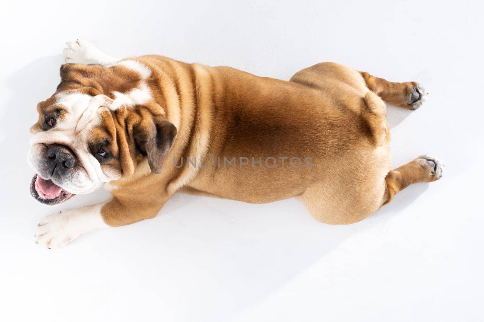 Let's look at the fat dog lying on the floor from above. The English Bulldog was bred as a companion and deterrent dog. A breed with a brown coat with white patches.