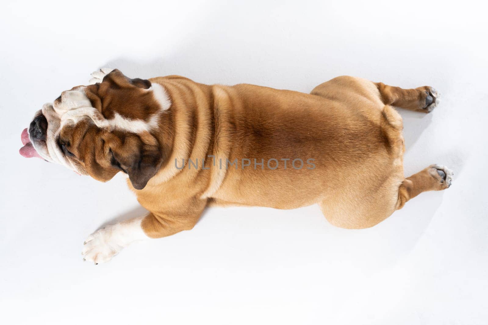 Top view as dog lies against white background. The English Bulldog is a purebred dog with a pedigree. The breed of dog belongs to the moloss group. by fotodrobik