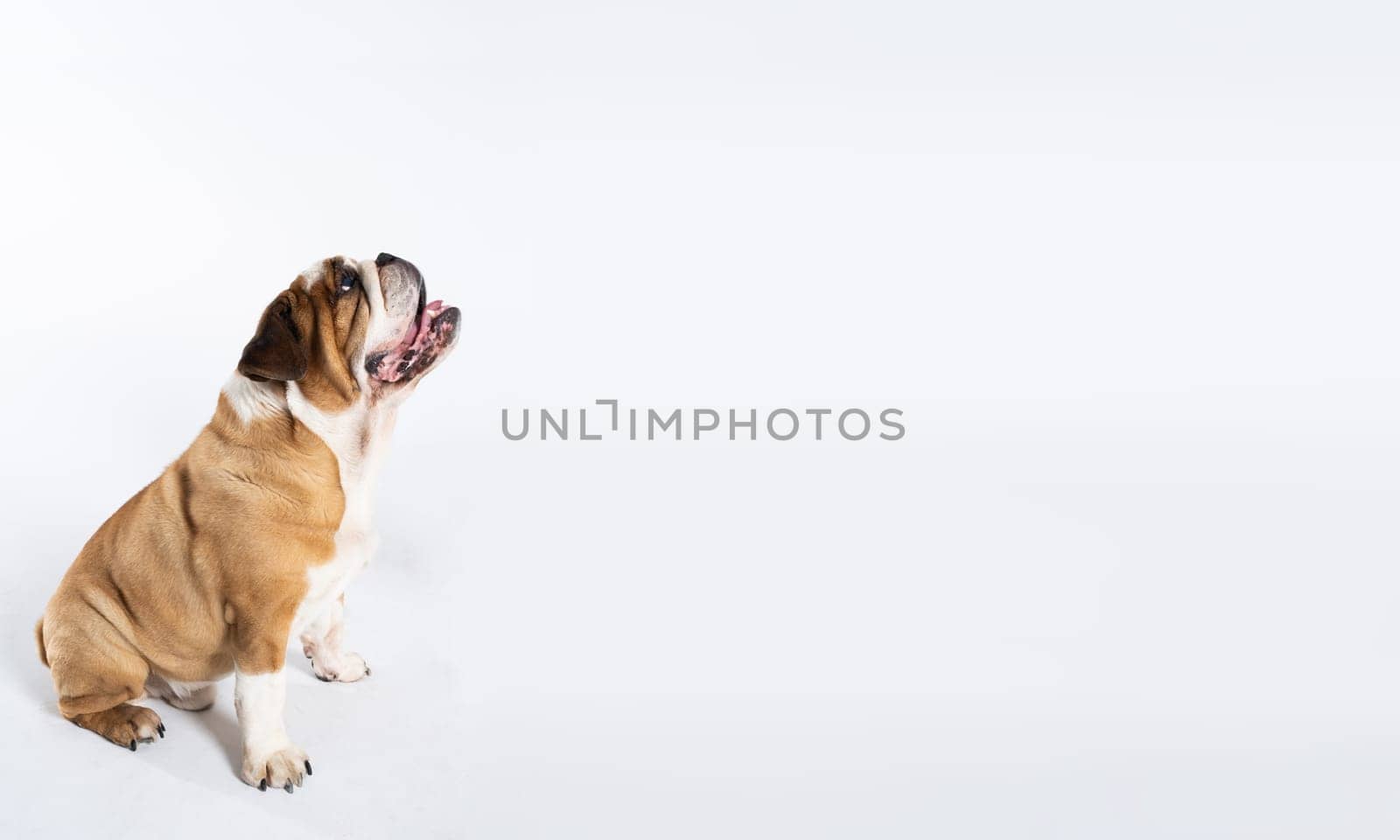 The dog is sitting and panting with its tongue outstretched. The English Bulldog was bred as a companion and deterrent dog. A breed with a brown coat with white patches. Panoramic frame.