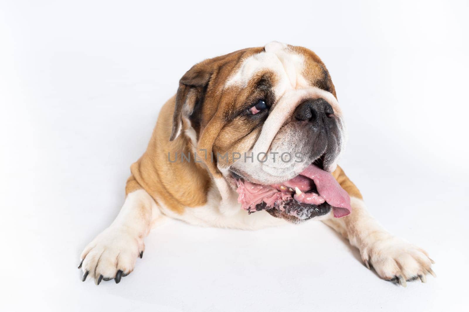 The dog is lying down with its mouth open. The English Bulldog was bred as a companion and deterrent dog. A breed with a brown coat with white patches.