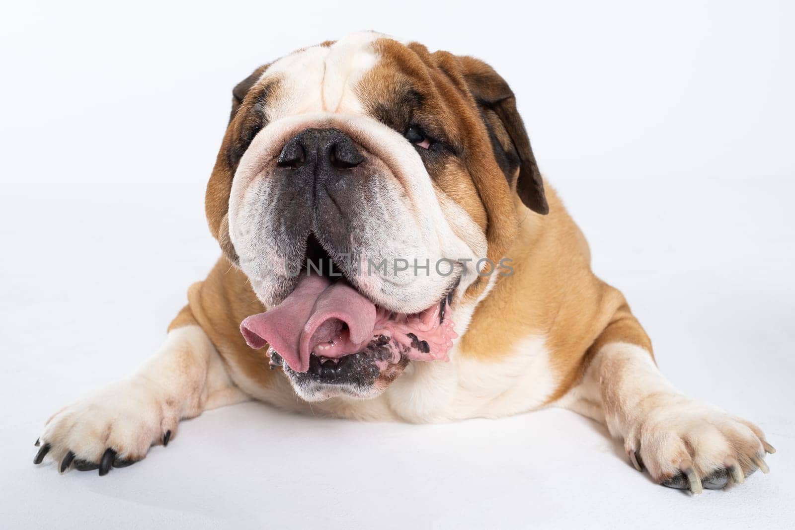 An English Bulldog is lying with its mouth open on a white background. The English Bulldog is a purebred dog with a pedigree. The breed of dog belongs to the moloss group. by fotodrobik