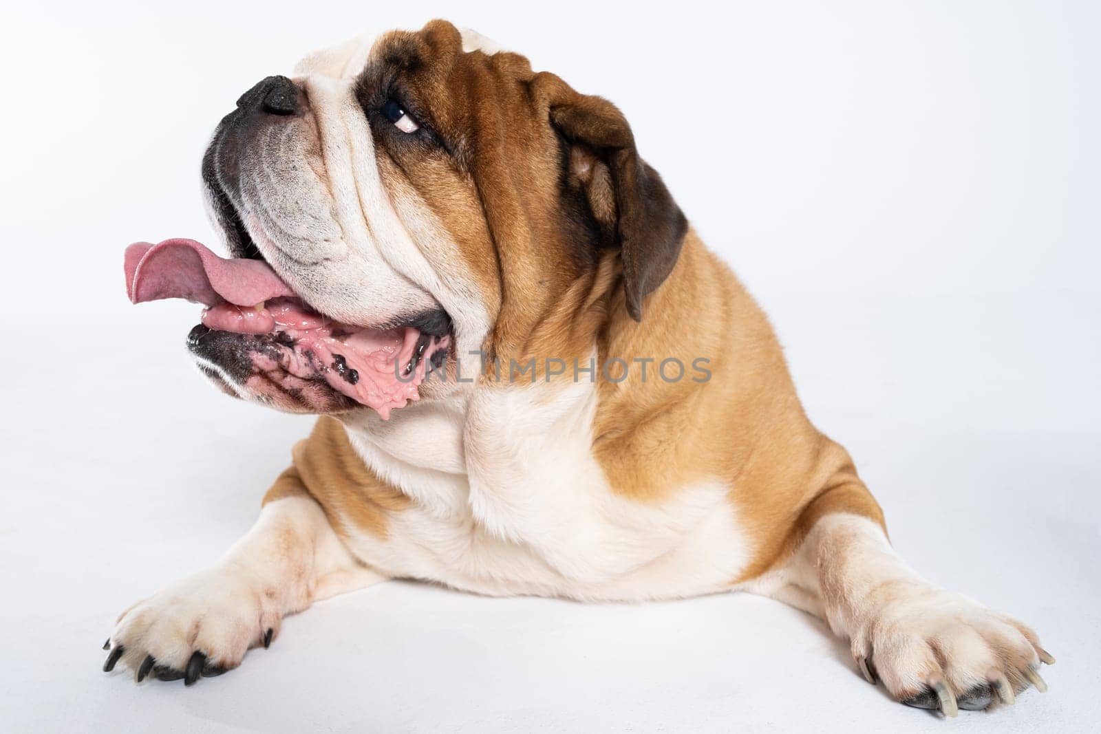 An English Bulldog is lying with its mouth open on a white background. The English Bulldog is a purebred dog with a pedigree. The breed of dog belongs to the moloss group. by fotodrobik