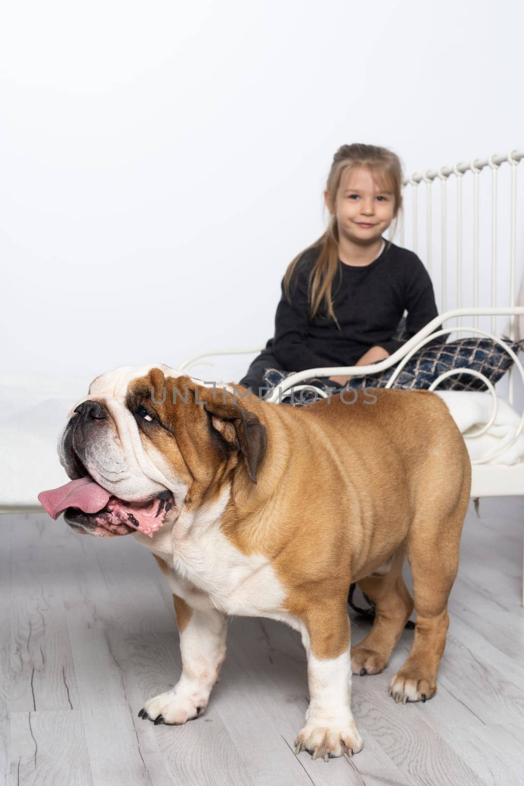 The girl and the dog are in the same room. Piebald english bulldog and little girl.