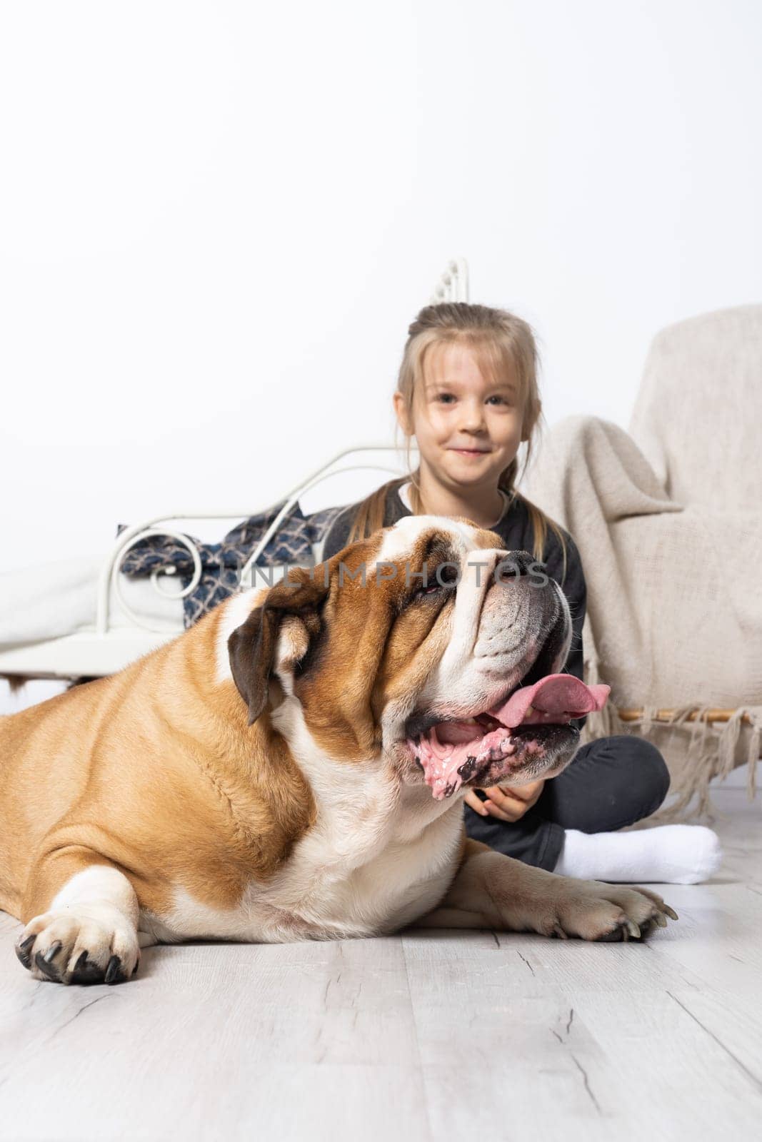 Little girl is petting the dog. English Bulldog as a faithful friend of man. A breed with a brown coat with white patches.