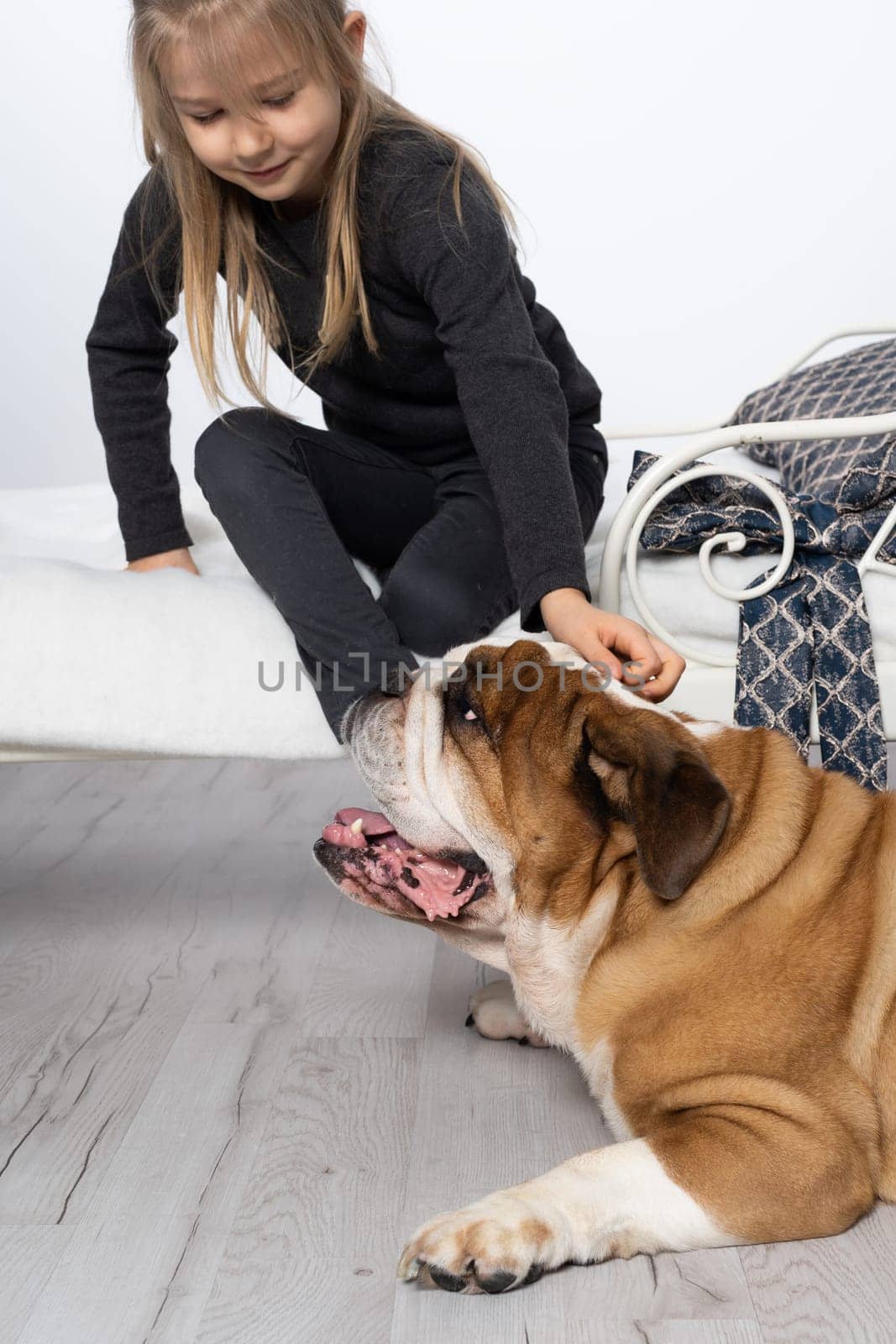 There is a dog next to the bed in the bedroom. The girl is petting the dog. A breed with a brown coat with white patches.