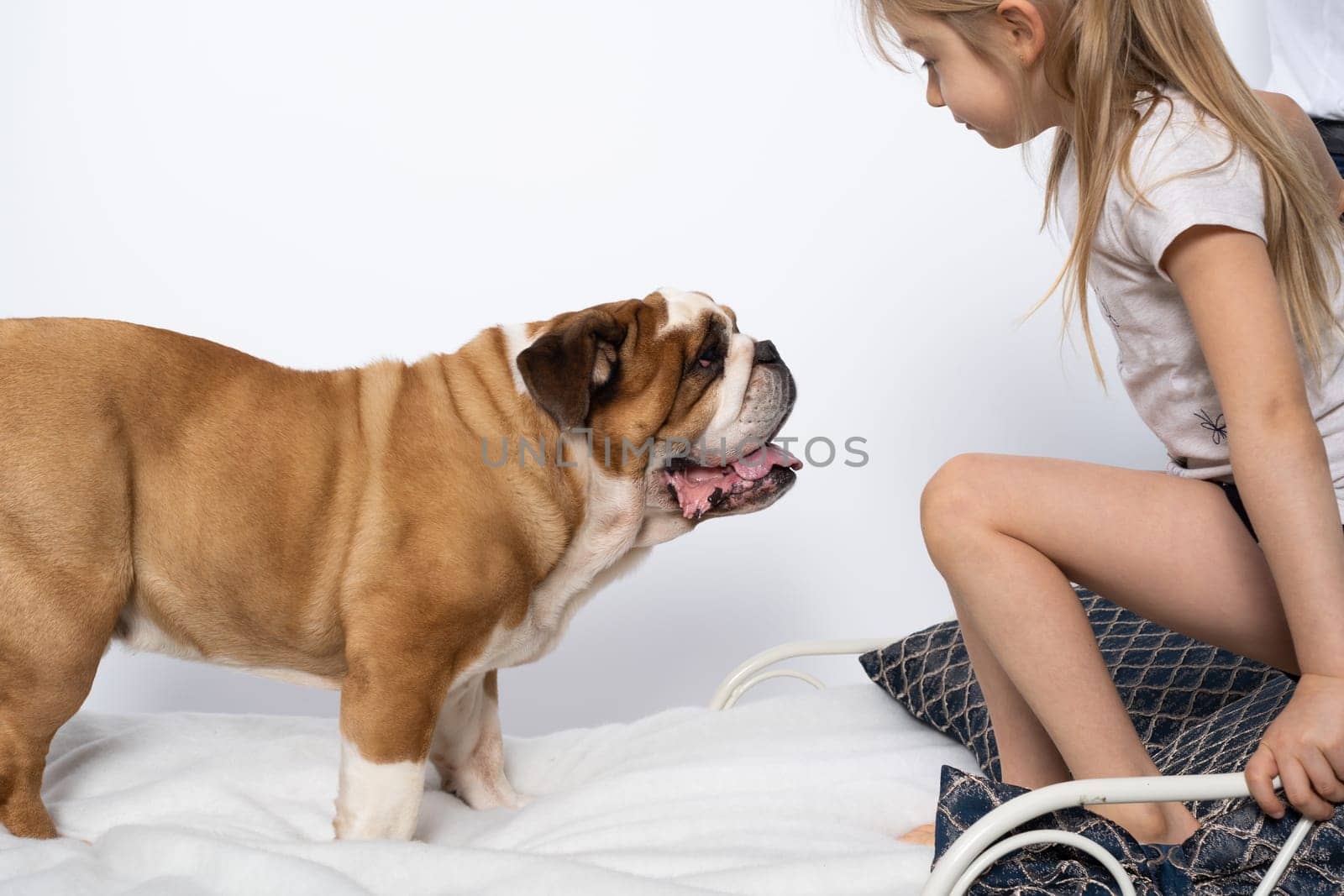 The girl is playing with her dog friend on her own bed at home. A breed with a brown coat with white patches.