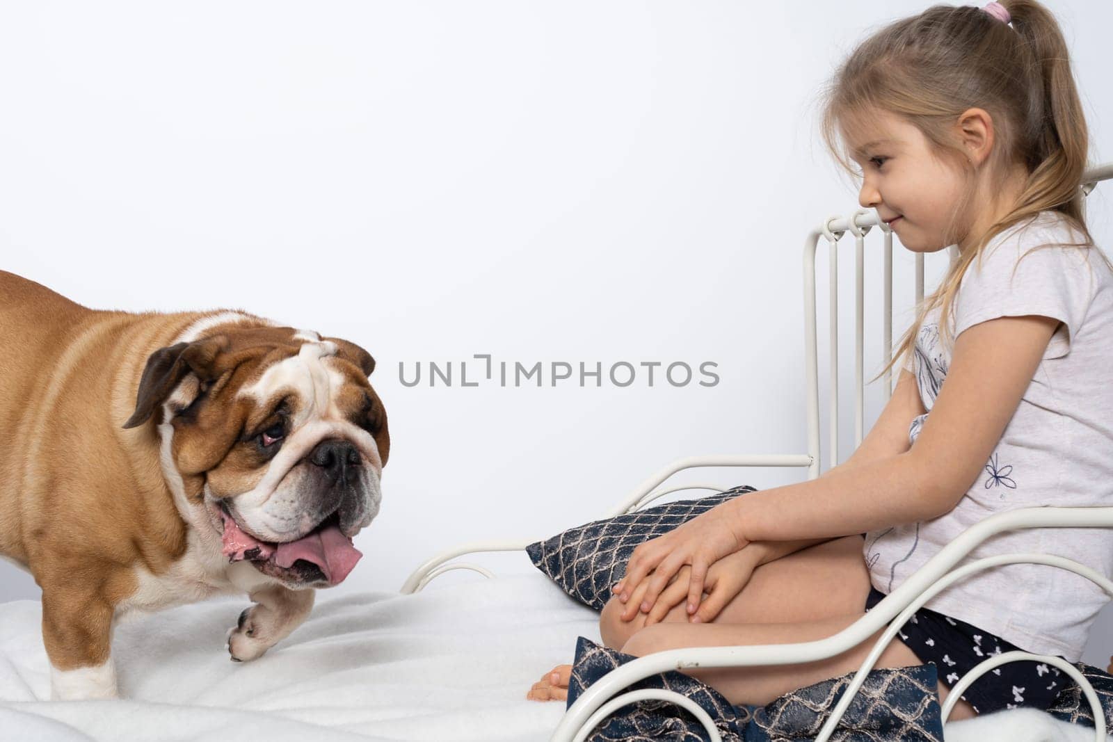 The girl is playing with her dog friend on her own bed at home. A breed with a brown coat with white patches.