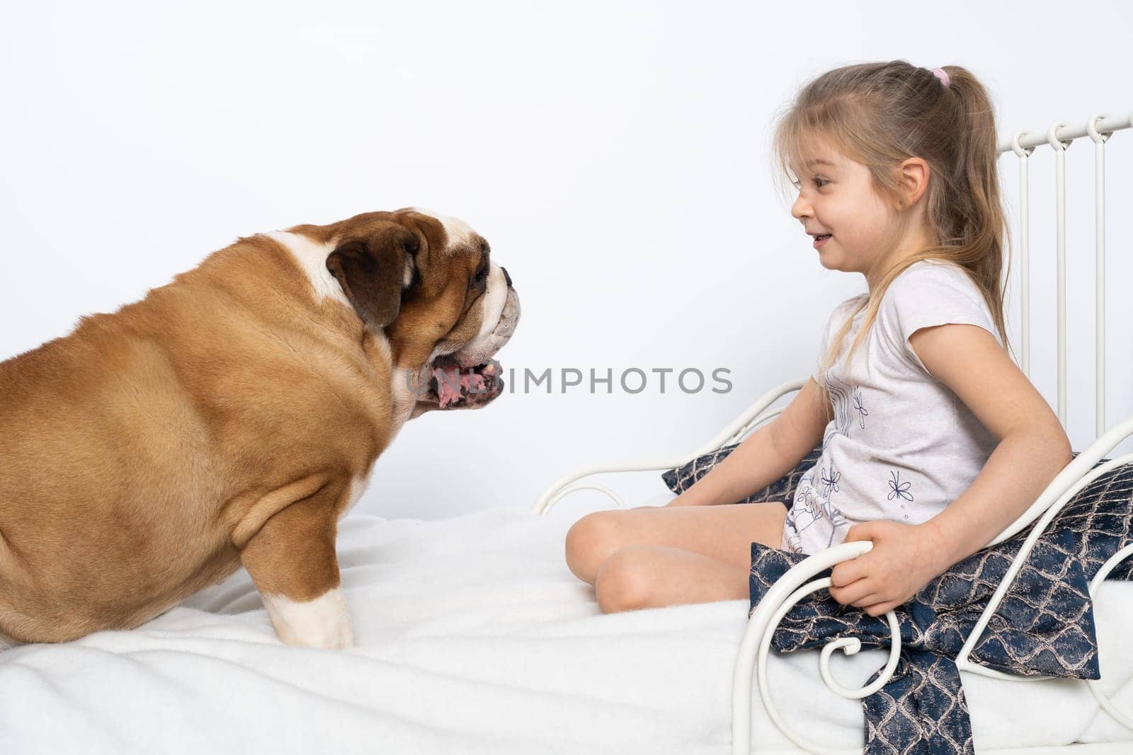 The girl is playing with her dog friend on her own bed at home. A breed with a brown coat with white patches.