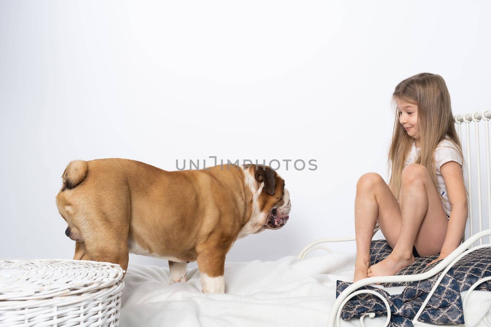 The girl is playing with her dog friend on her own bed at home. A breed with a brown coat with white patches.