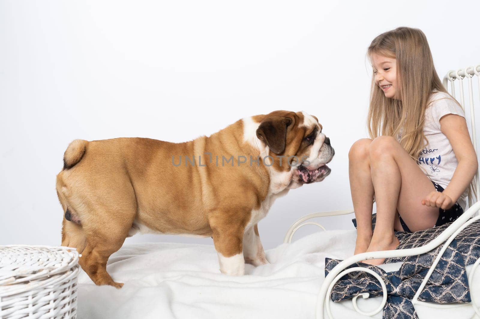 The girl is playing with her dog friend on her own bed at home. A breed with a brown coat with white patches.