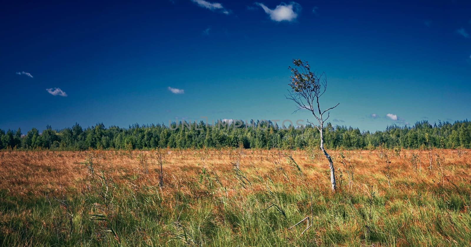 Tall, slender tree standing gracefully in vast grass field under clear blue sky with fluffy white clouds. The tranquil scene captures the beauty of nature, exuding a peaceful countryside moment.