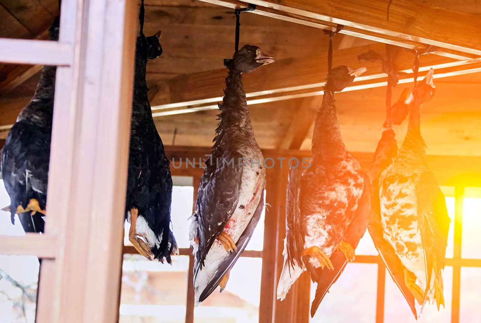 Dead geese hang under the roof of the gazebo, hanging by their necks. Hunter's trophies.