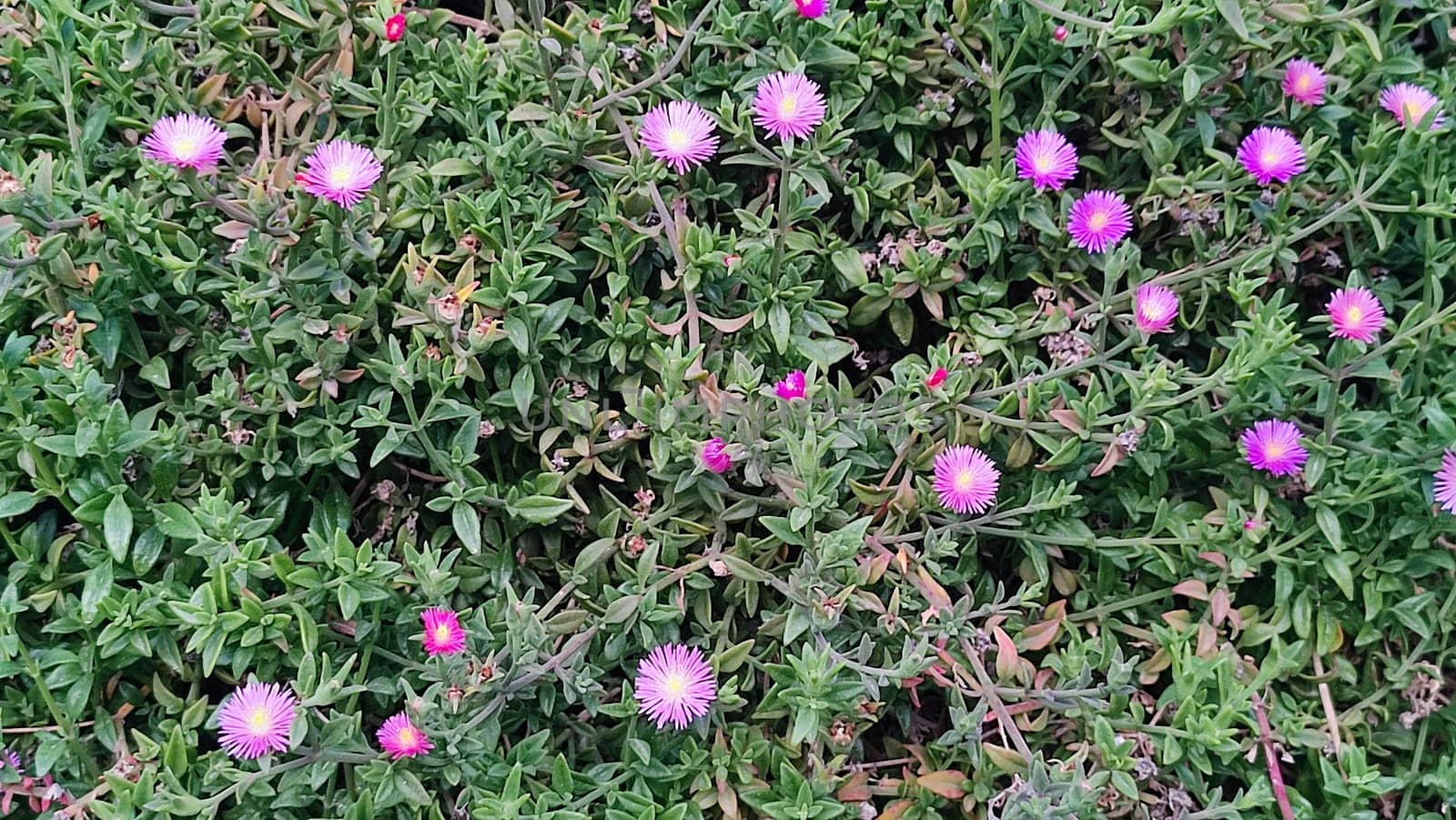 green background, pink flowers, nature flora, botany plant, botanical species garden variety. High quality photo