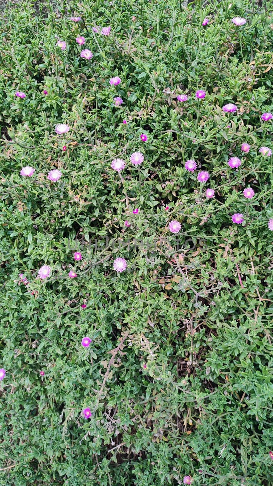 green background, pink flowers, nature flora, botany plant, botanical species garden variety. High quality photo