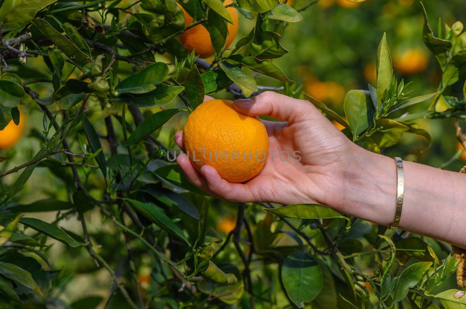 Women's hands pick juicy tasty oranges from a tree in the garden, harvesting on a sunny day. 8