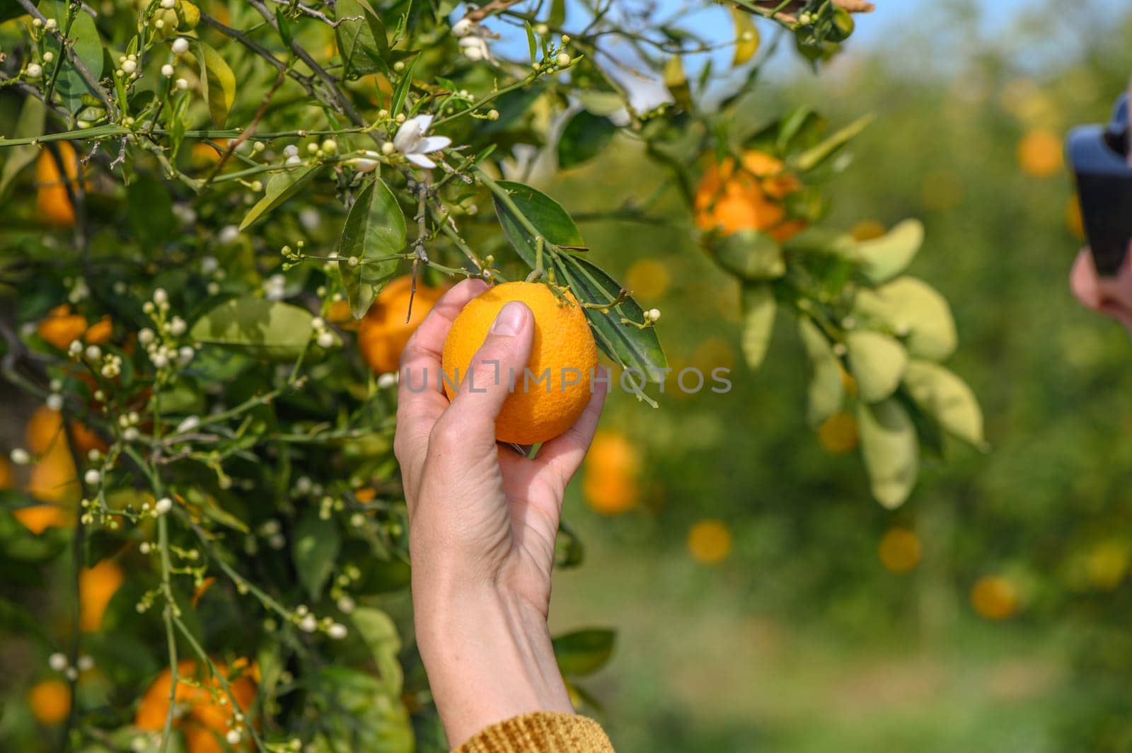 Women's hands pick juicy tasty oranges from a tree in the garden, harvesting on a sunny day. 7