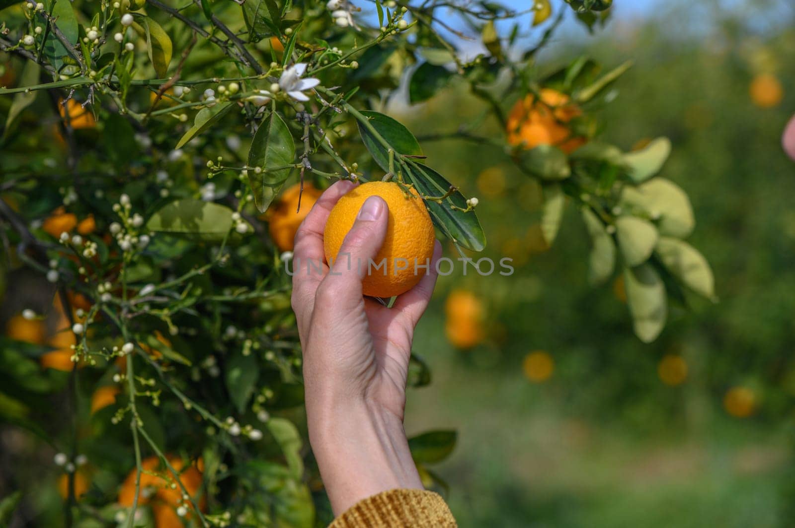 Woman picking orange from tree by Mixa74