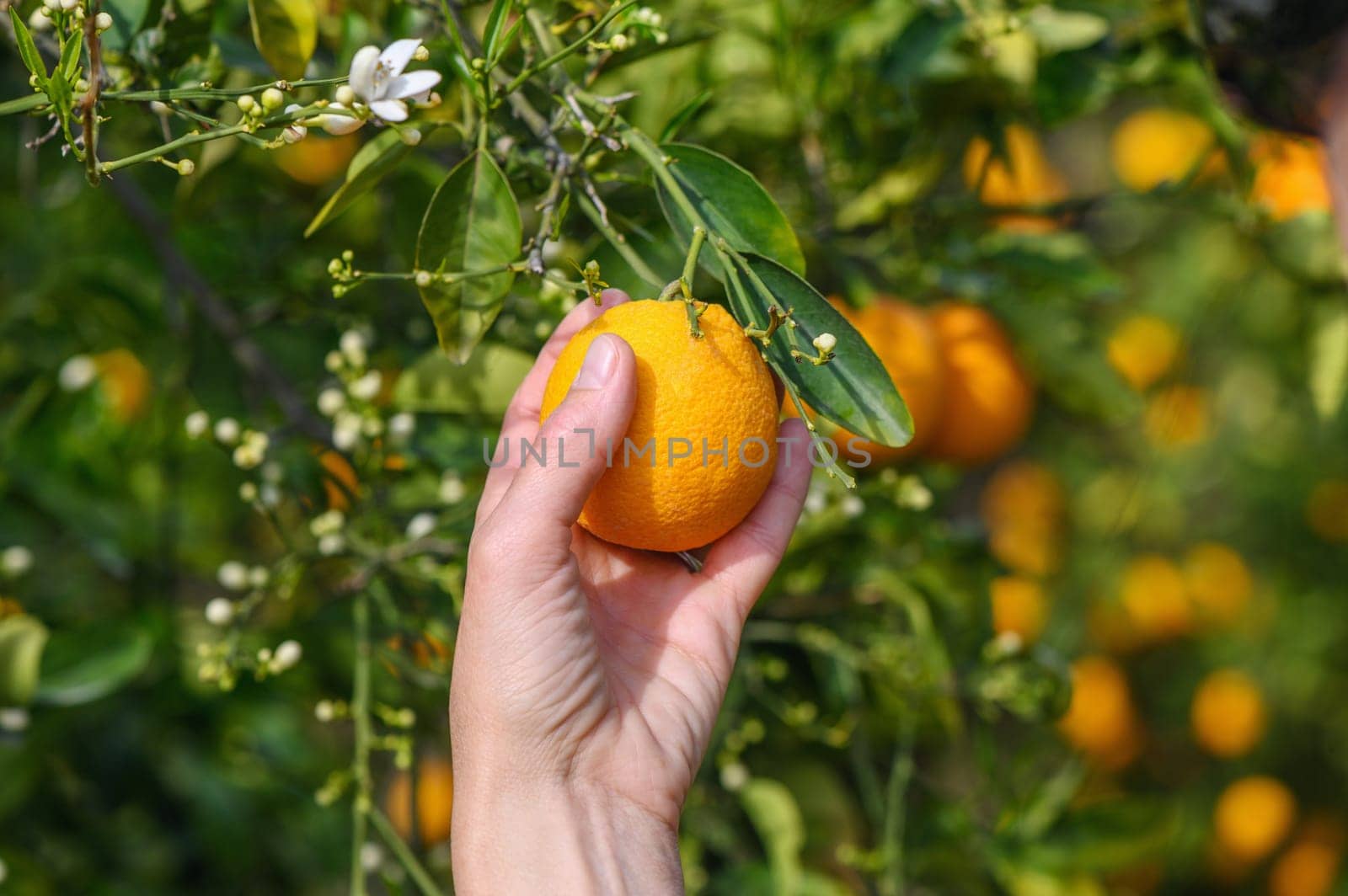 Women's hands pick juicy tasty oranges from a tree in the garden, harvesting on a sunny day.4