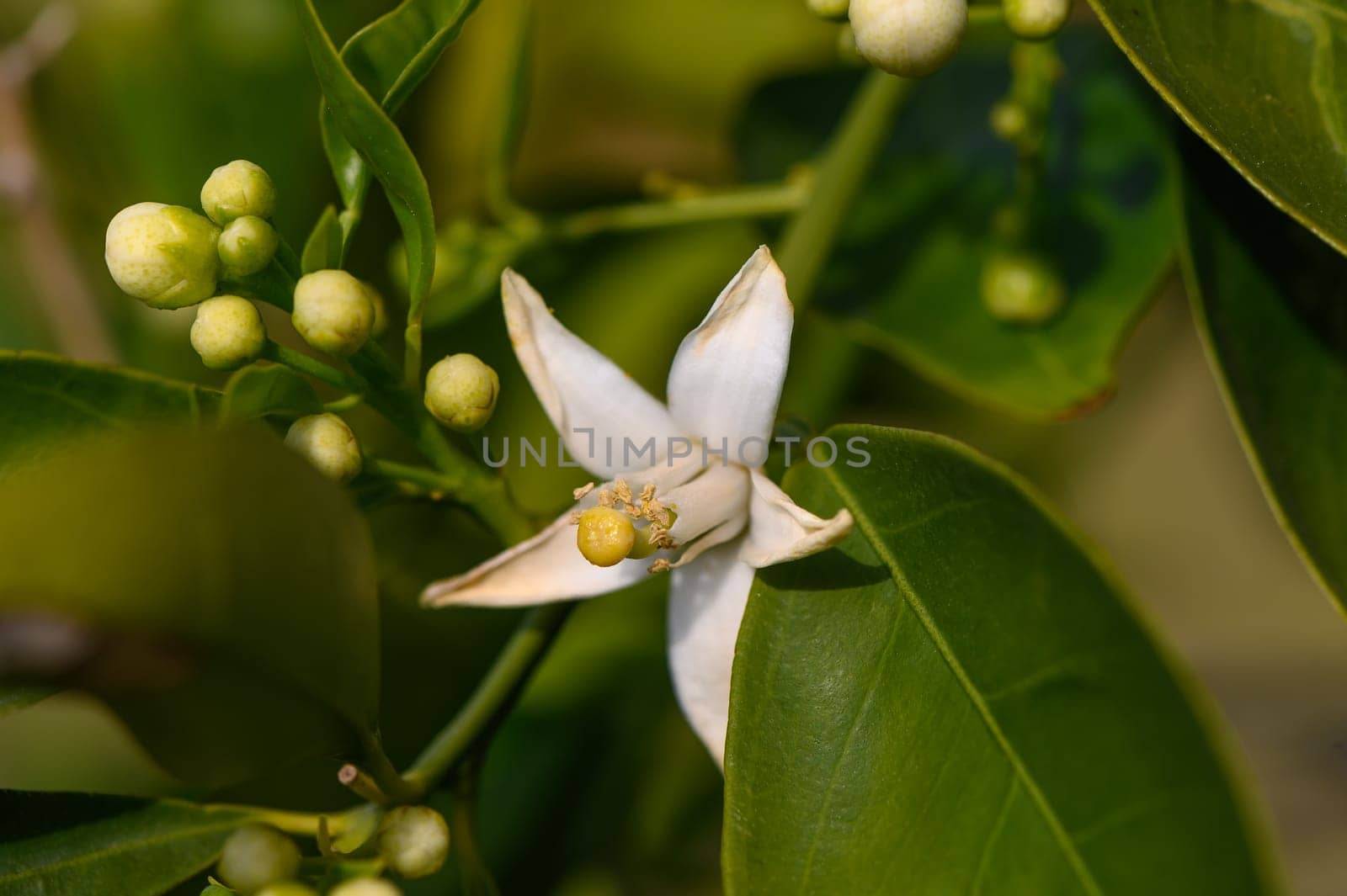 Tree lemon blossom with its foliage and fruit lemons in spring 4