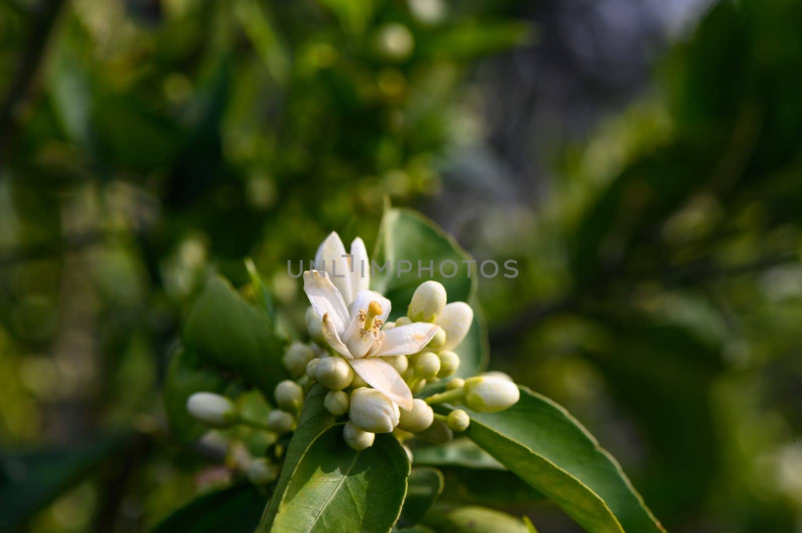 Tree lemon blossom with its foliage and fruit lemons in spring 5