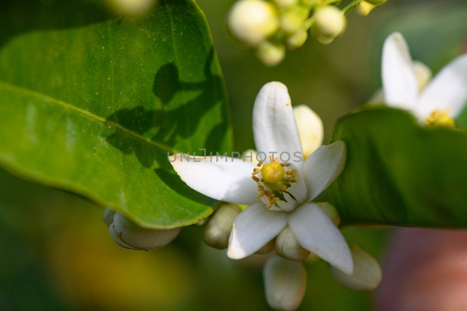 Lemon flower and leaves in a village in the Turkish Republic of Northern Cyprus 5