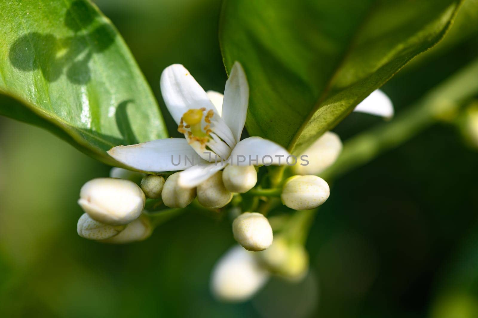Lemon flower and leaves in a village in the Turkish Republic of Northern Cyprus 7