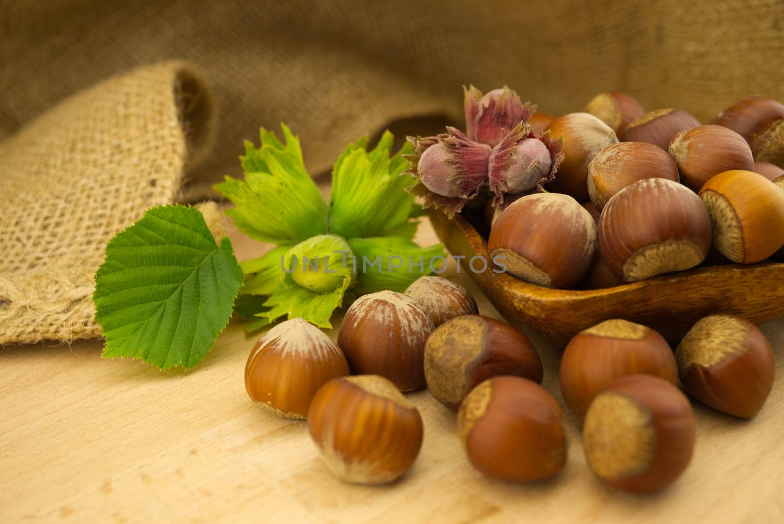 Fresh raw unshelled hazelnuts in front of the jute sack in a selective focus view