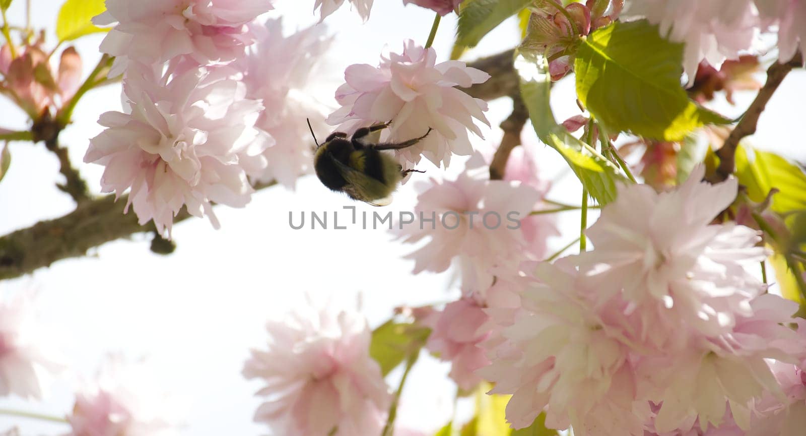 Beautiful nature scene with blooming sakura tree and sun flare. Sunny day, cherry blossoms