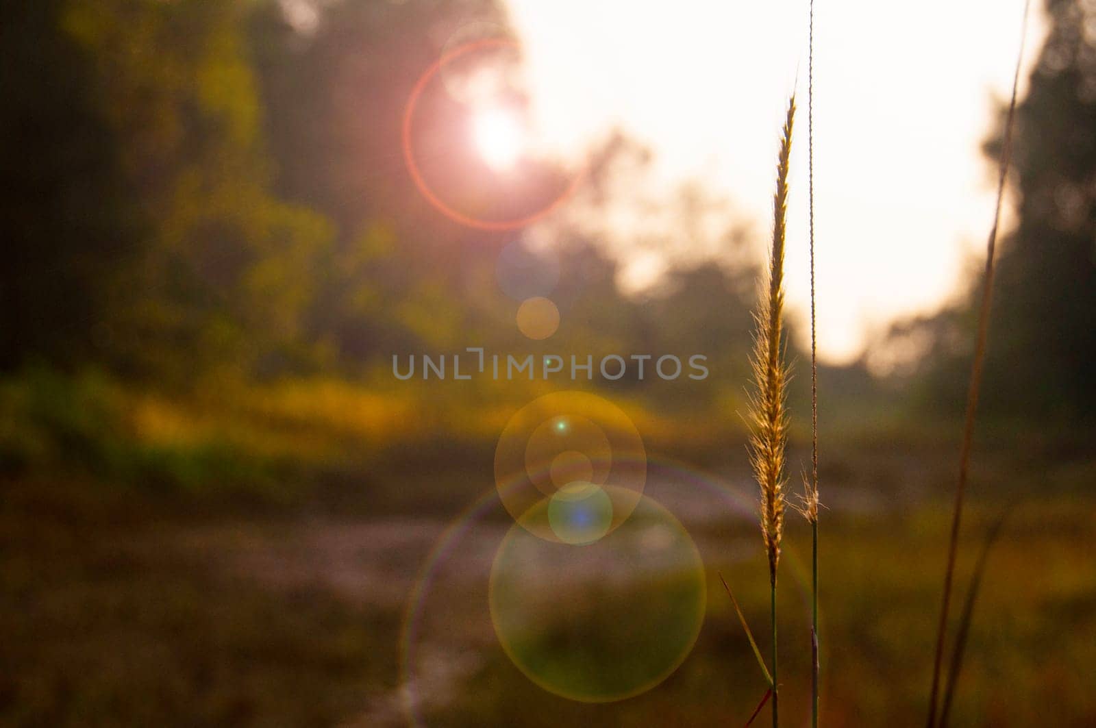 Nature view of brown leaf with vintage color background. Copy space and nature concept