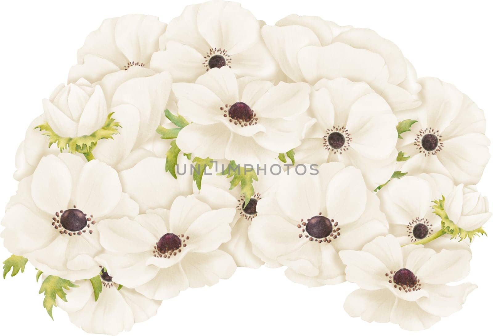 illustration featuring white anemones arranged in a composition. This artwork is for use in greeting card designs, web design, advertising.