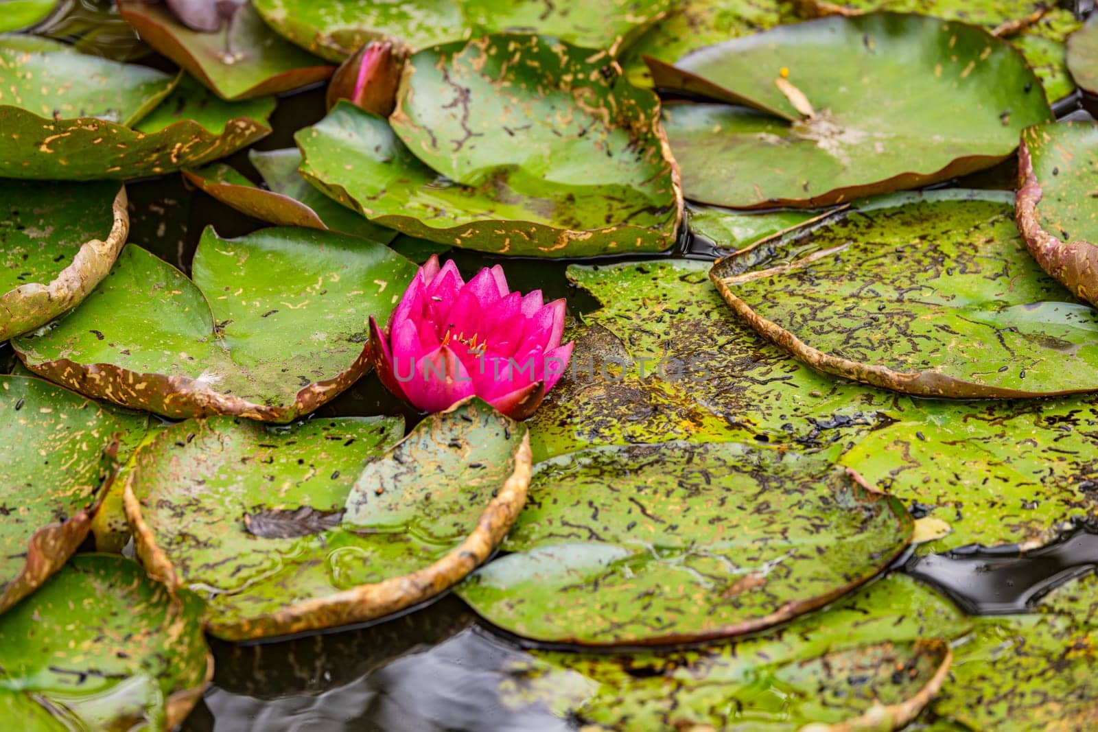 A colorful purple water lily flower with large green leaves on a garden pond with water