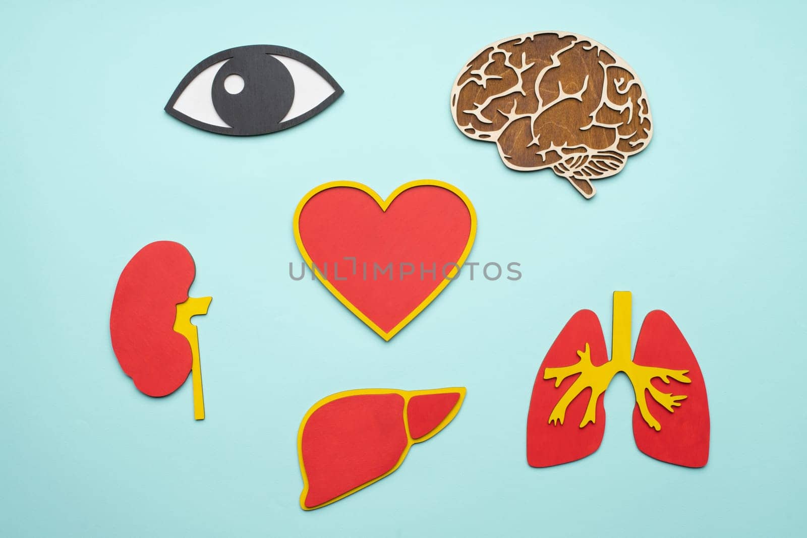 mockup of eye, brain, lungs, heart, kidney and liver on blue background