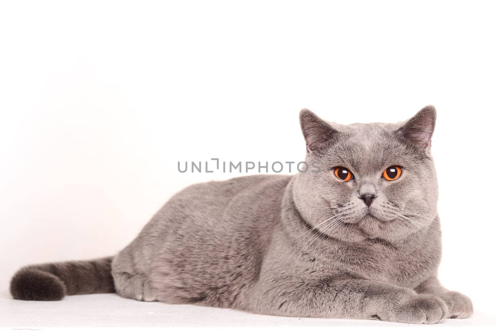 British Shorthair beautiful cat isolated on white.