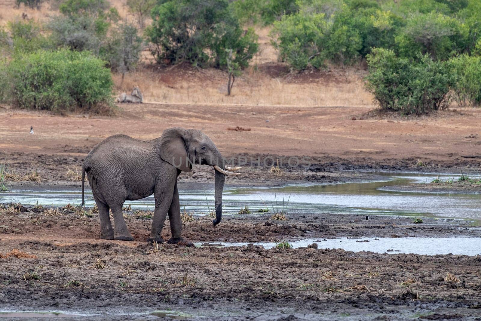 elephant drinking at the pool in kruger park south africa by AndreaIzzotti