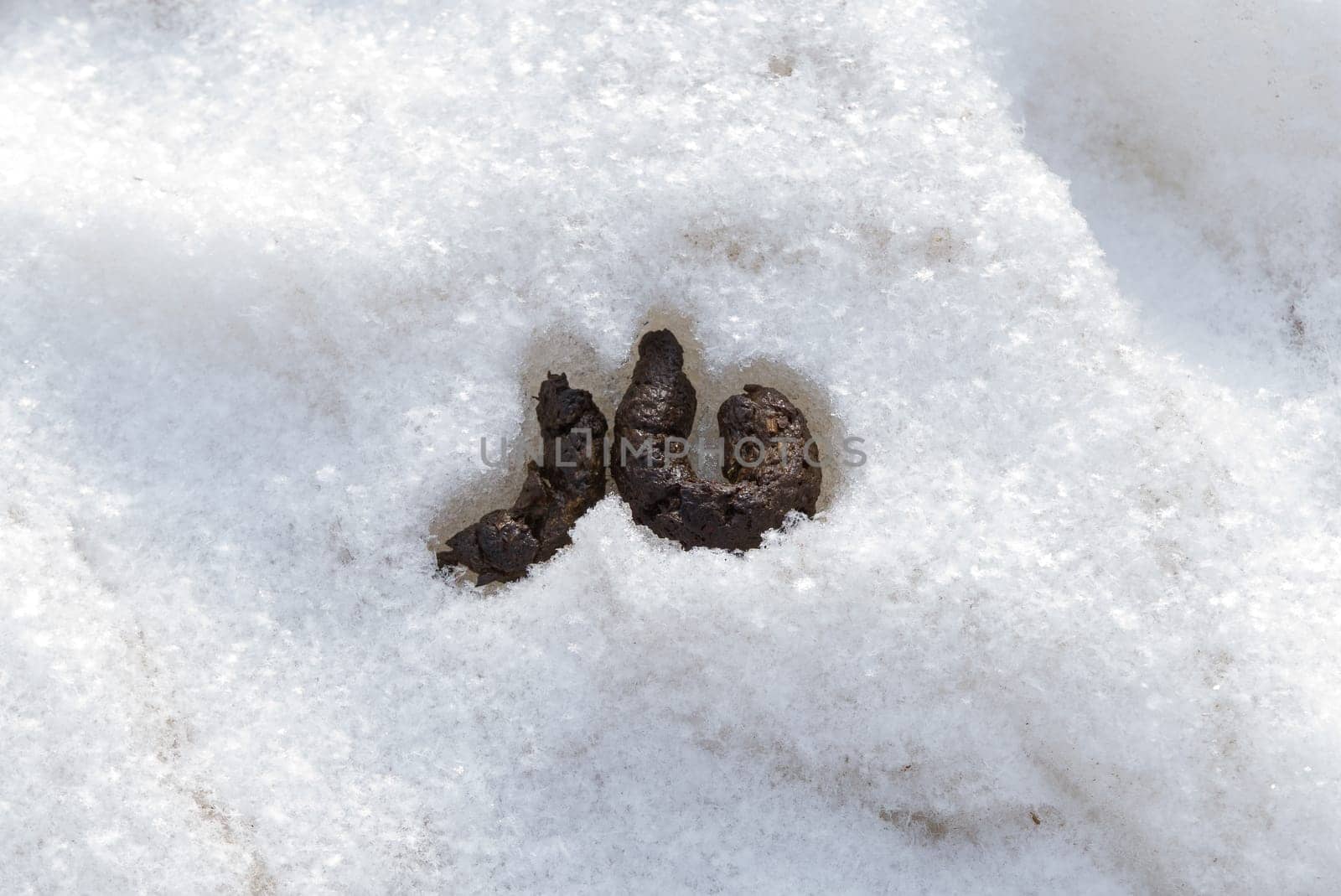 Dog poop in the snow at the side of the road on a winter day